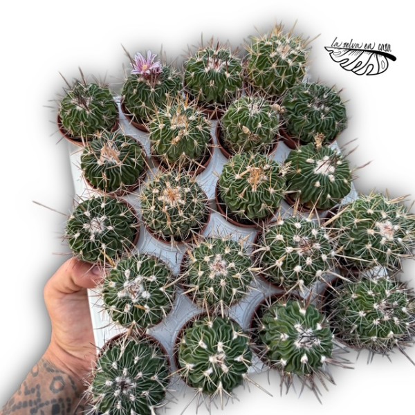 Stenocactus multicostatus MINI