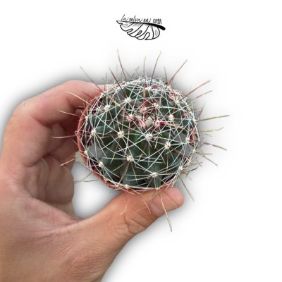 Thelocactus setispinus MINI