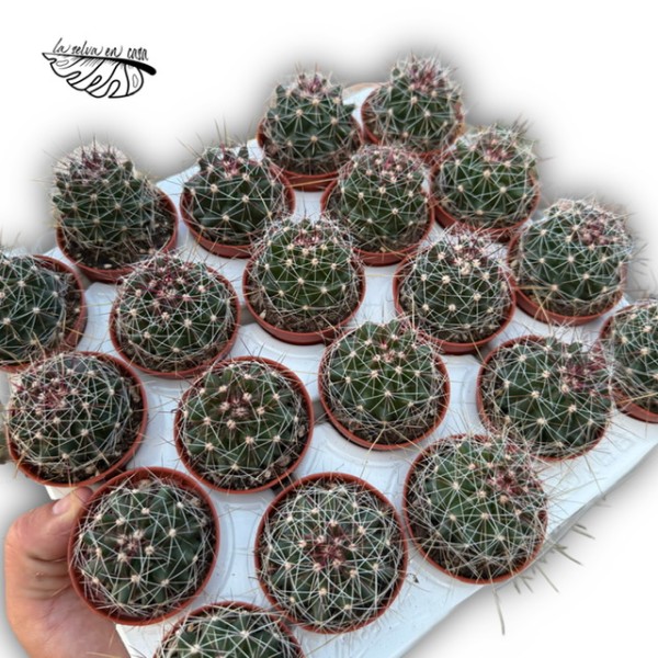 Thelocactus setispinus MINI