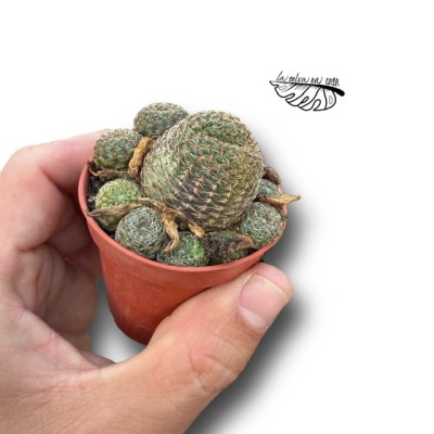 Rebutia heliosa var condorensis MINI