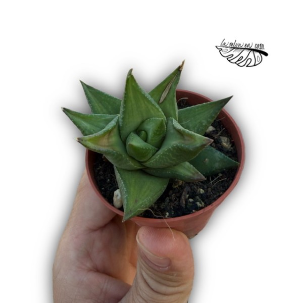 Haworthia sampaiana MINI