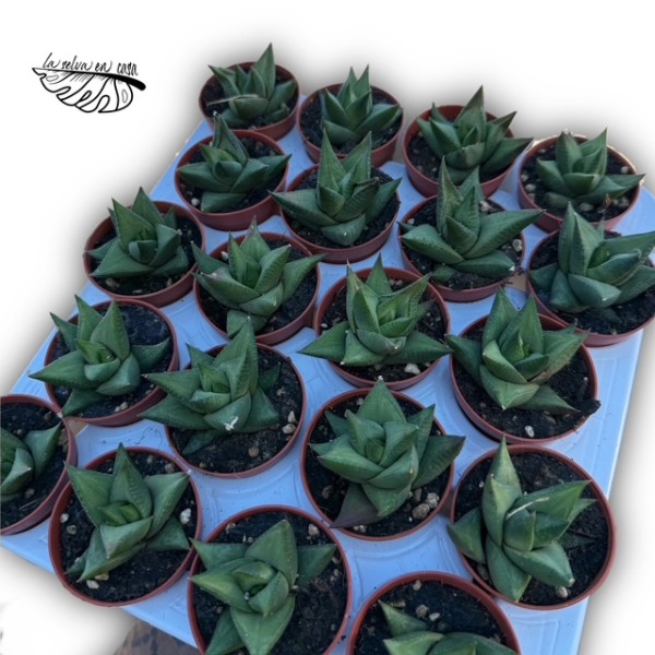 Haworthia sampaiana MINI
