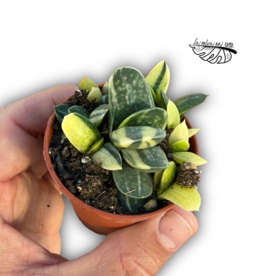 Gasteria minima 'gracilis' 2