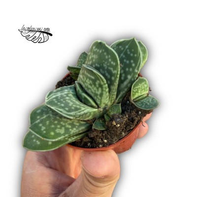 Gasteria minima 'gracilis'