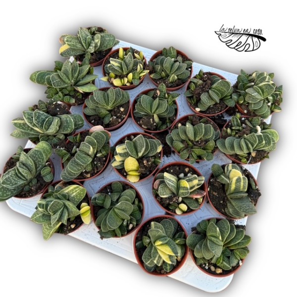 Gasteria minima 'gracilis'