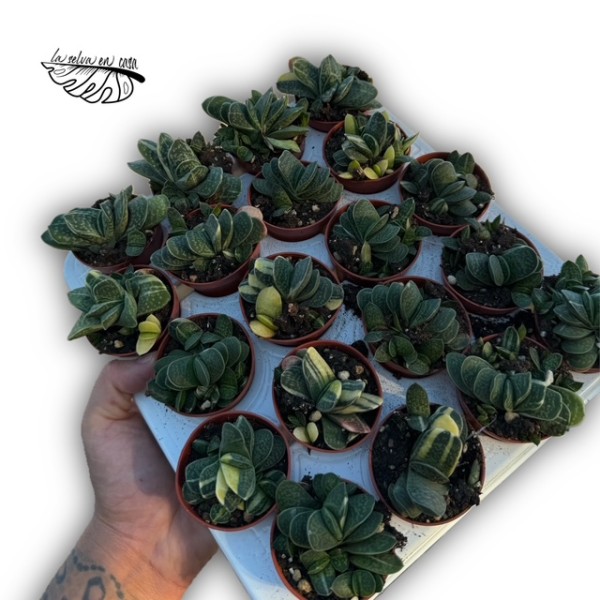 Gasteria minima 'gracilis'