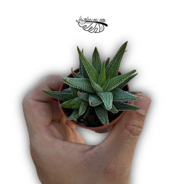 Haworthia fasciata var concolor MINI