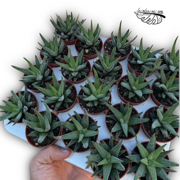 Haworthia fasciata var concolor MINI