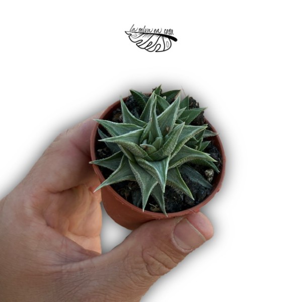 Haworthia tortuosa MINI