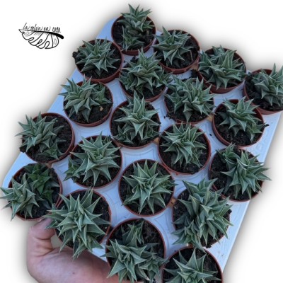 Haworthia tortuosa MINI 2