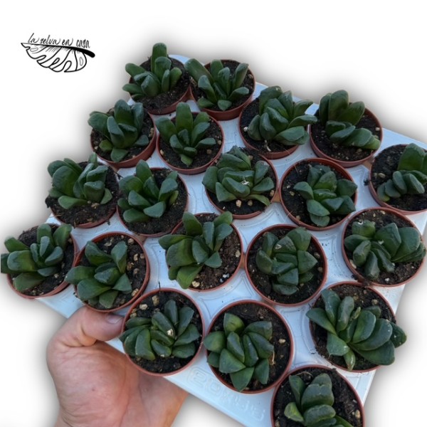 Haworthia truncata hibrido 1 MINI