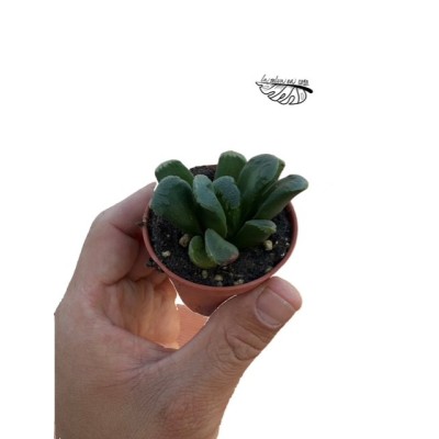Haworthia truncata hibrido 1 MINI