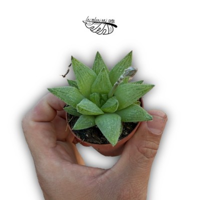 Haworthia turgida MINI
