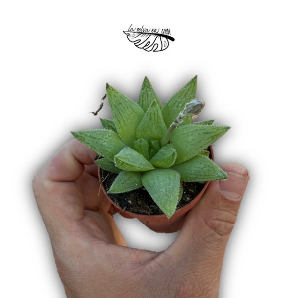 Haworthia turgida MINI