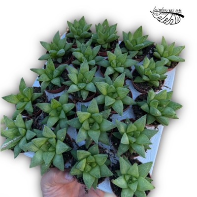 Haworthia turgida MINI 2