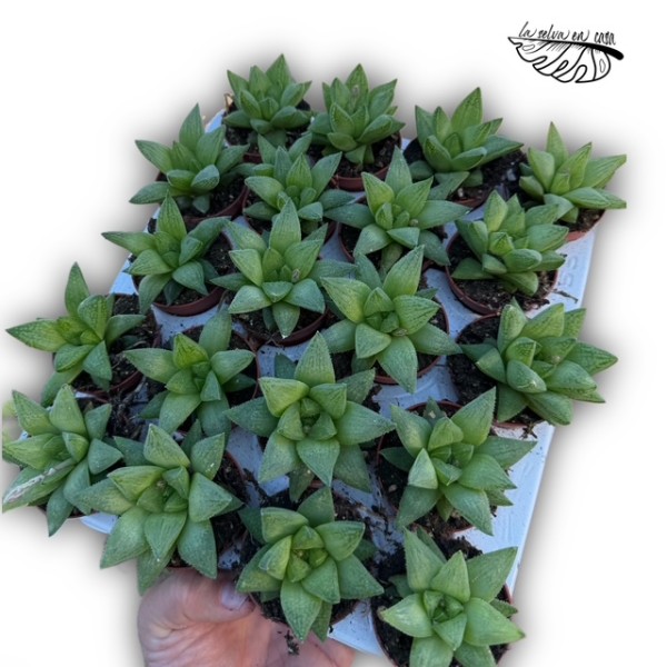 Haworthia turgida MINI