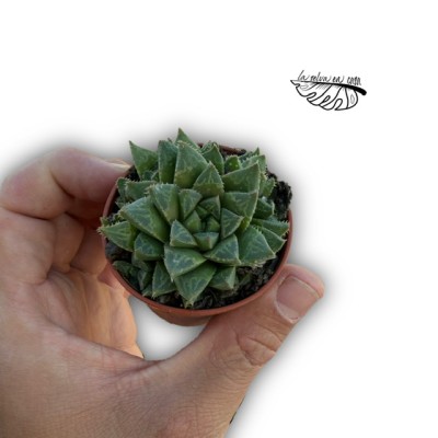 Haworthia retusa hibrido 1MINI