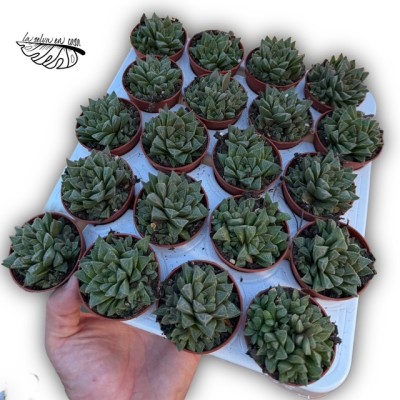 Haworthia retusa hibrido 1MINI 2