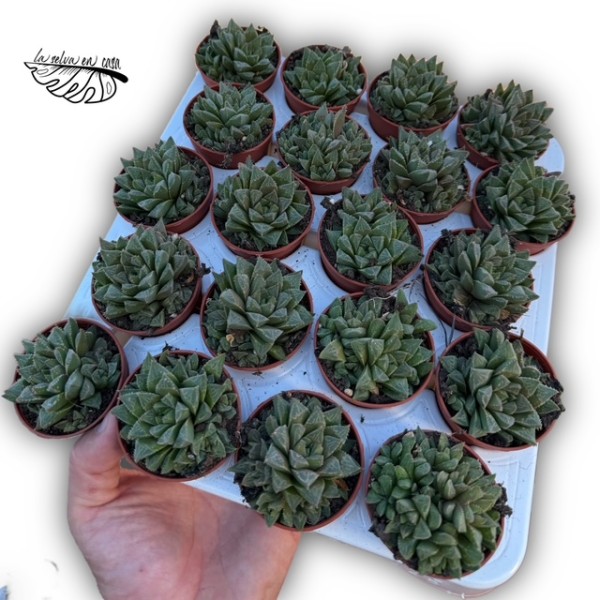 Haworthia retusa hibrido 1MINI