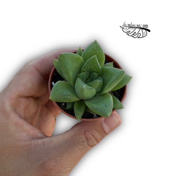 Haworthia cymbiformis MINI