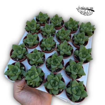 Haworthia cymbiformis MINI 2