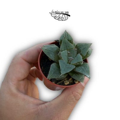Haworthia retusa hibrido 2 MINI