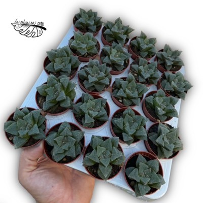 Haworthia retusa hibrido 2 MINI 2