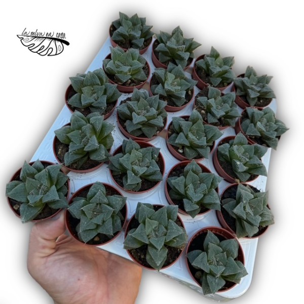 Haworthia retusa hibrido 2 MINI
