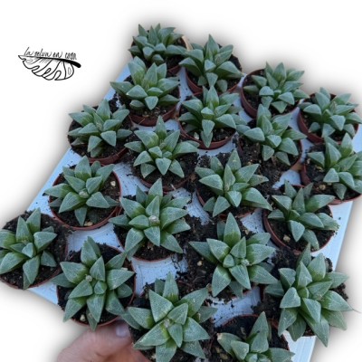 Haworthia pygmaea hibrido 1 MINI 2