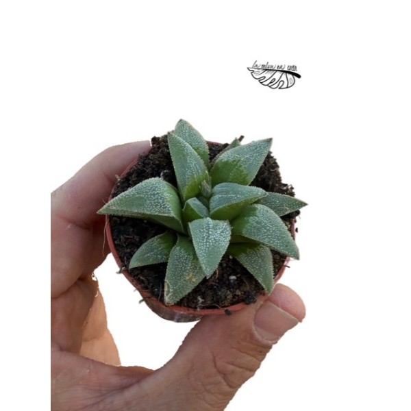 Haworthia pygmaea hibrido 1 MINI