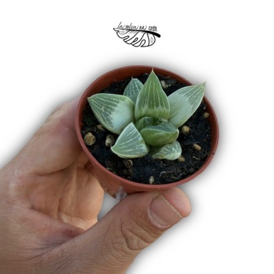Haworthia retusa hibrido 3 MINI