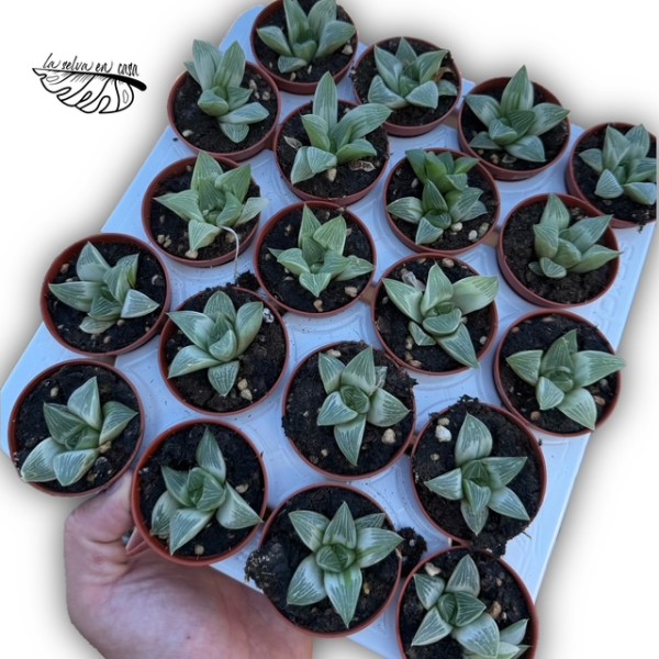 Haworthia retusa hibrido 3 MINI