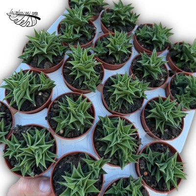 Haworthia viscosa MINI 2