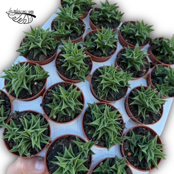 Haworthia viscosa MINI