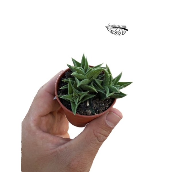 Haworthia viscosa MINI