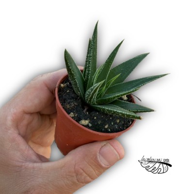 Haworthia attenuata cv. green inside MINI