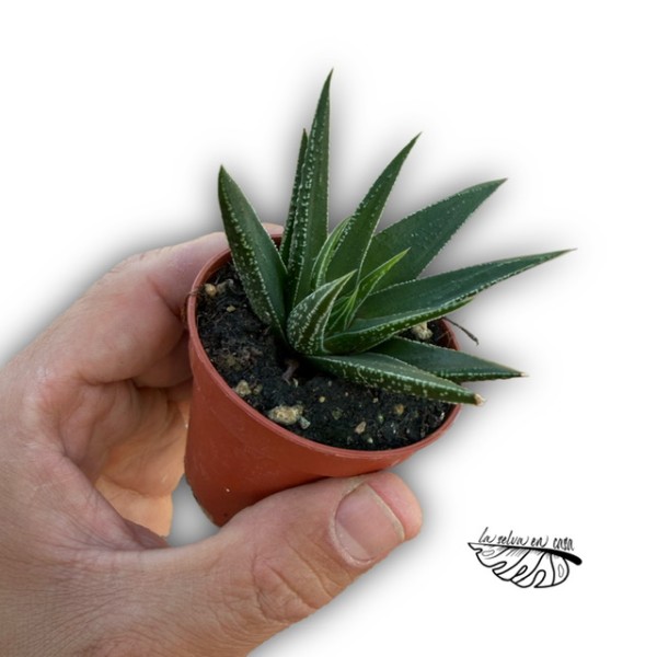 Haworthia attenuata cv. green inside MINI