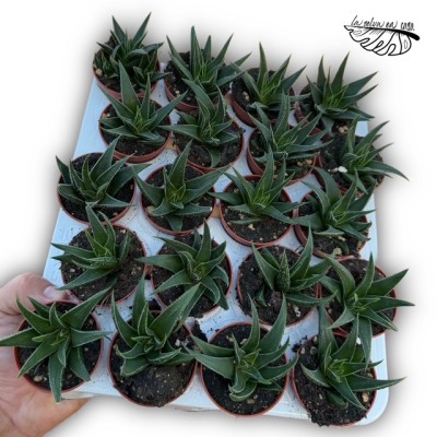 Haworthia attenuata cv. green inside MINI 2