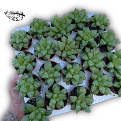 Haworthia retusa hibrido 4 MINI 2