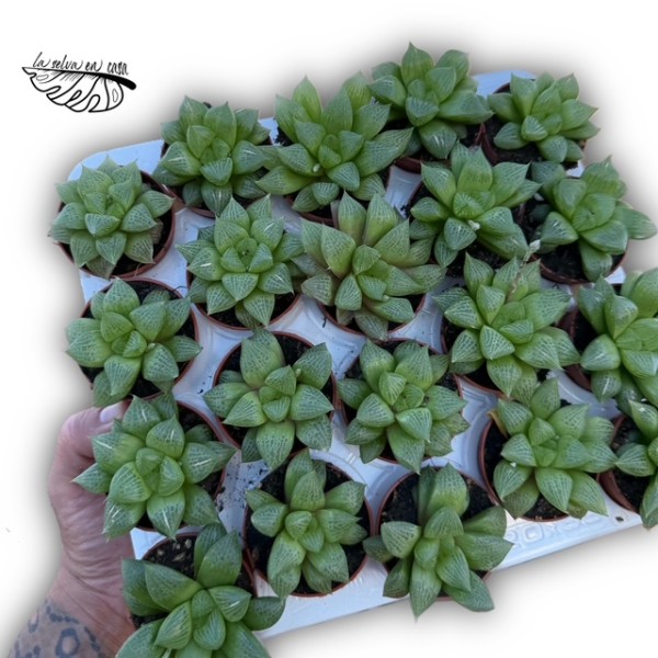 Haworthia retusa hibrido 4 MINI
