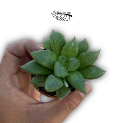 Haworthia retusa hibrido 4 MINI