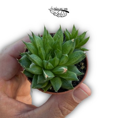 Haworthia cymbiformis hibrido 1 MINI