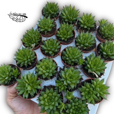 Haworthia cymbiformis hibrido 1 MINI 2