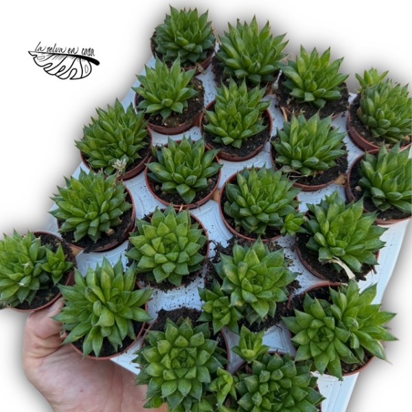 Haworthia cymbiformis hibrido 1 MINI