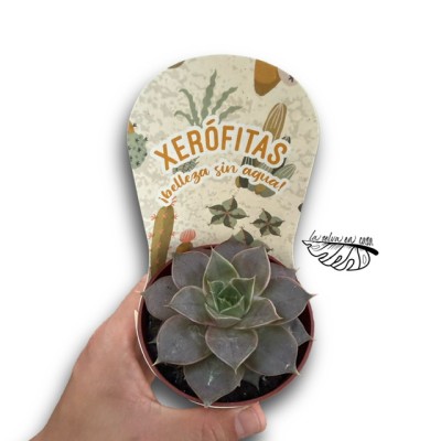 Echeveria Impi MEDIUM
