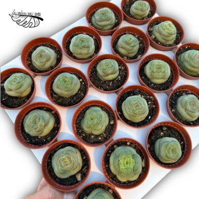 Crassula hemisphaerica MINI 2
