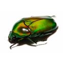 Chlorocala africana africana