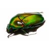 Chlorocala africana africana