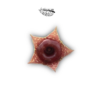 Huernia zebrina variegata MEDIUM 2