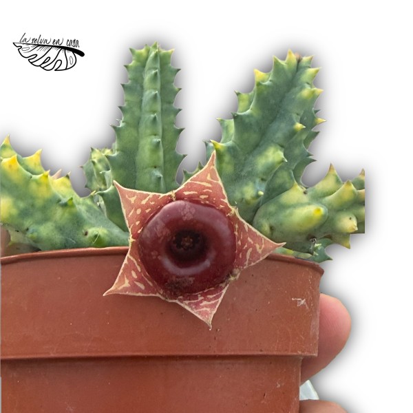 Huernia zebrina variegata MEDIUM